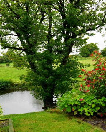 Combating climate change through landscaping