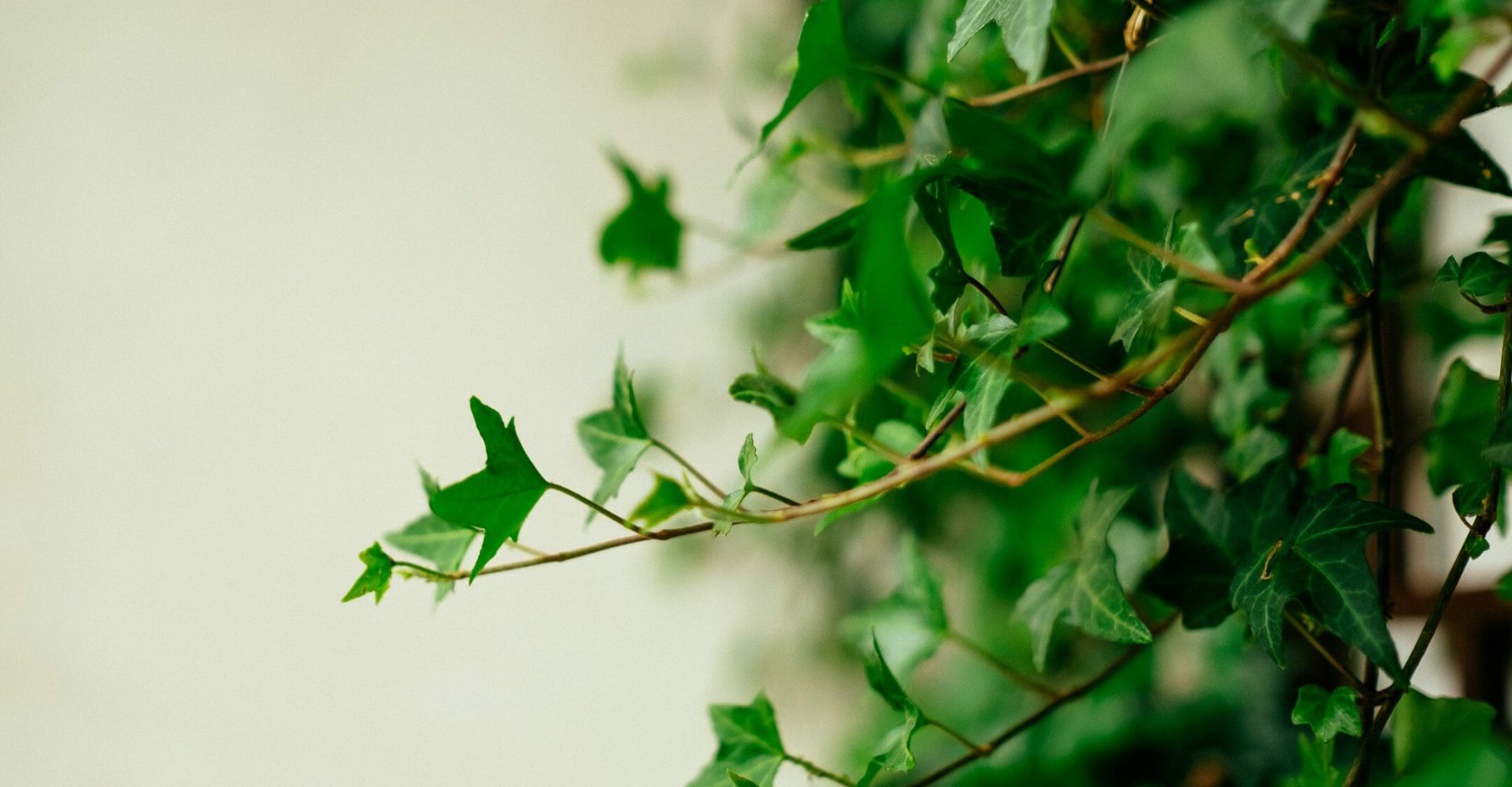 How to Remove & Control Invasive Plants