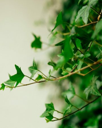 How to Remove & Control Invasive Plants