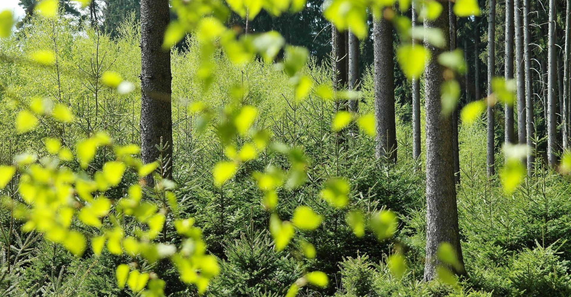 Environmental Benefits of Commercial Landscaping