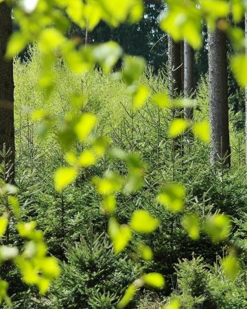 Environmental Benefits of Commercial Landscaping