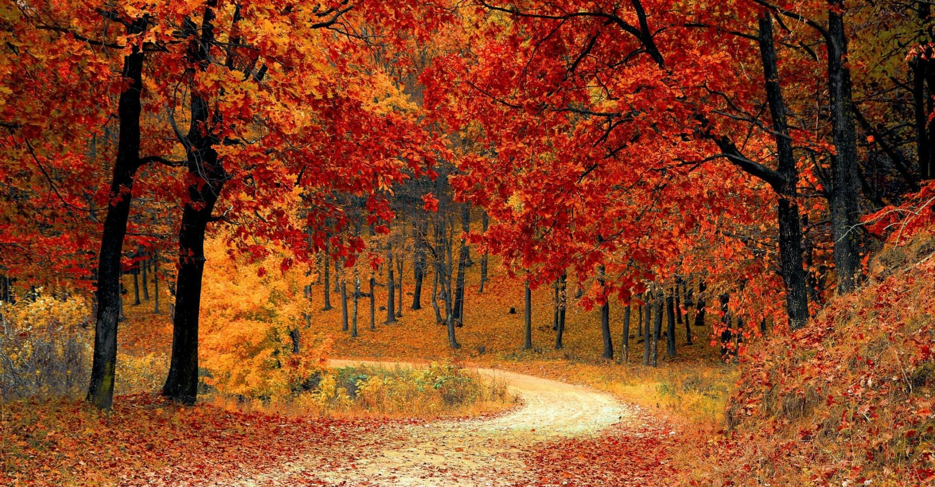 Fall Garden Landscape Ideas