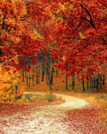 Fall Garden Landscape Ideas
