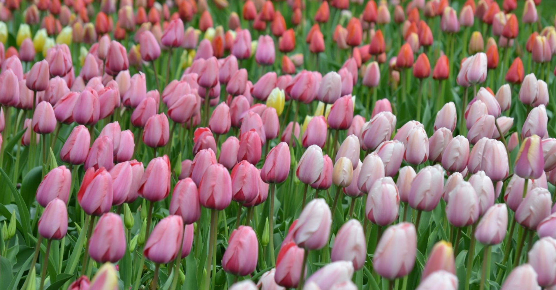 How to Prepare for a Landscape Consultation