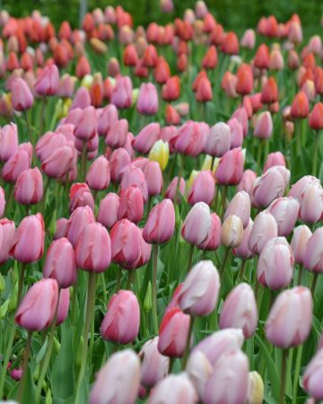 How to Prepare for a Landscape Consultation