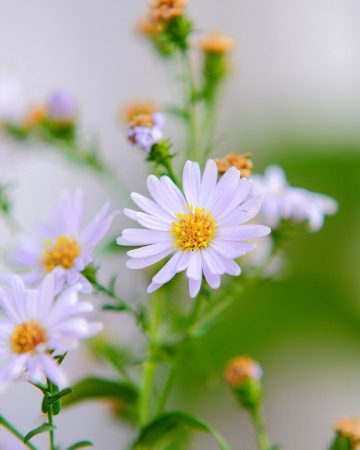 How to Layer Plants in Your Yard