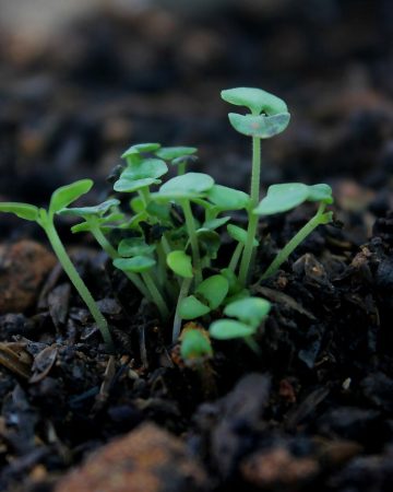 Why Is Soil Important? We’ve Got The Answers!