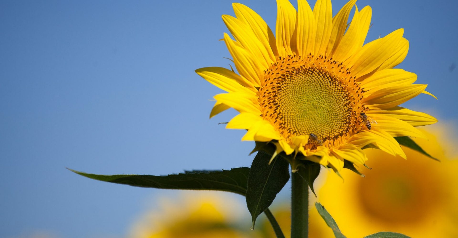 Summer Landscaping Ideas That Will Transform Your Garden