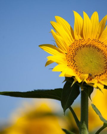 Summer Landscaping Ideas That Will Transform Your Garden