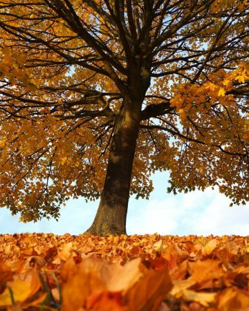 Landscaping in September