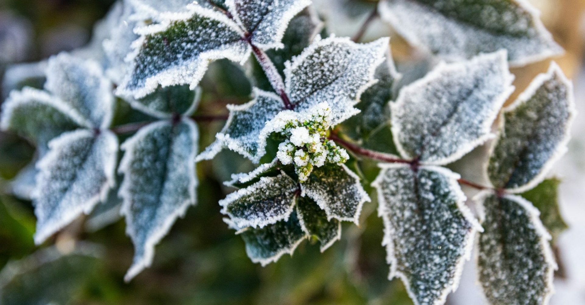Winter Gardening: What Every Gardener Should Do This Season