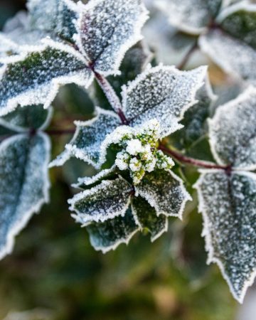 Winter Gardening: What Every Gardener Should Do This Season