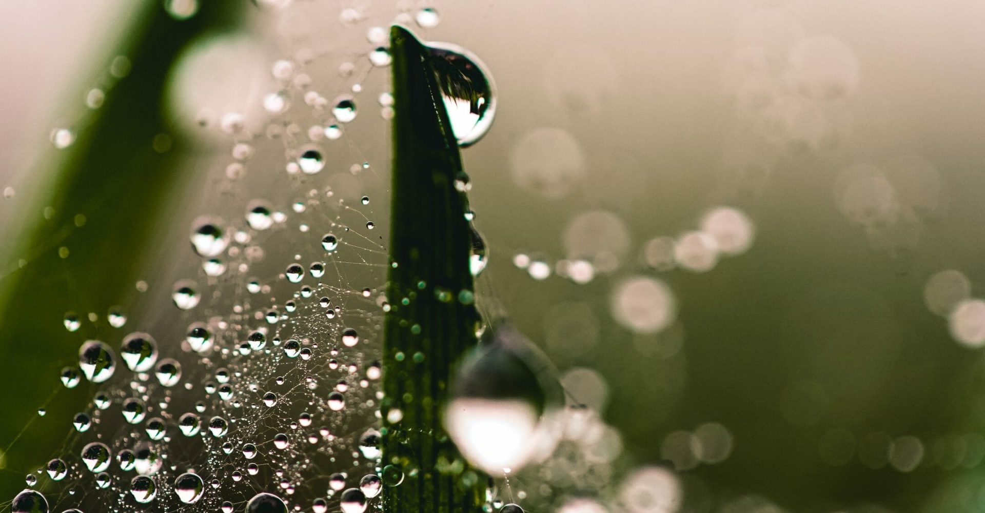 Why Is Plant Watering Important?