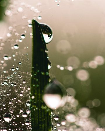 Why Is Plant Watering Important?