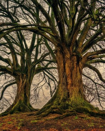 Trees For Dry Soil: Landscaping Lessons