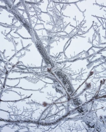 Landscaping in the Winter