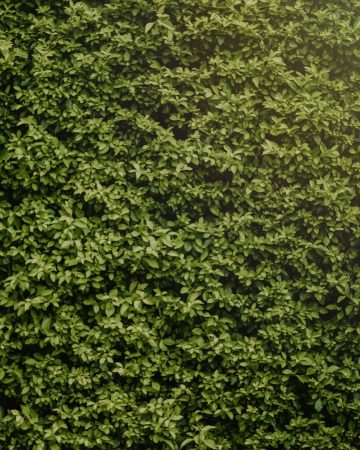 Trimming Hedges: When Is the Best Time For It?