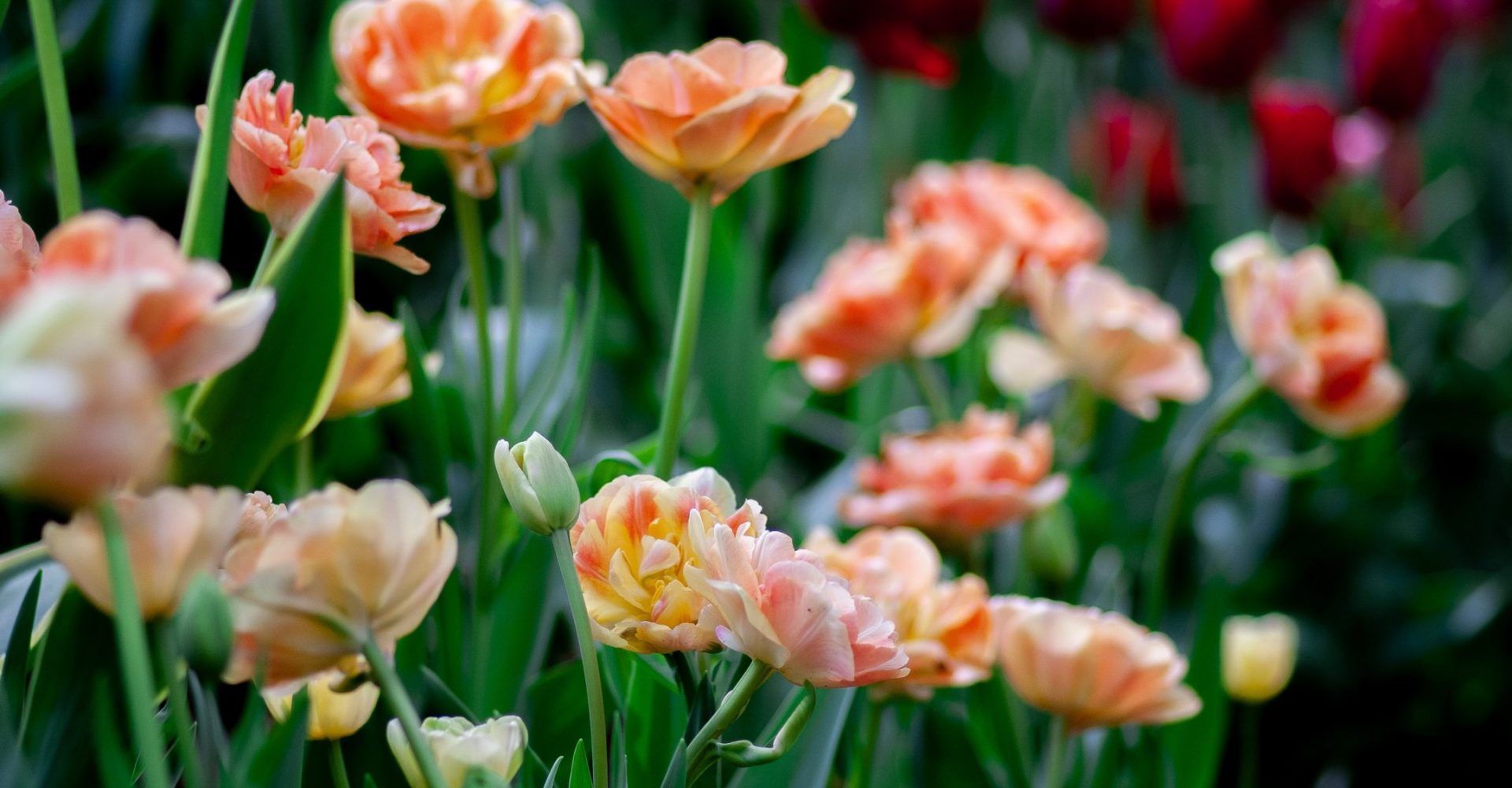 Gardening in March: Planning for Your Summer Garden