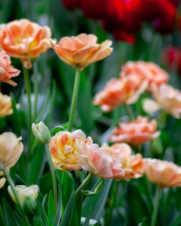 Gardening in March: Planning for Your Summer Garden
