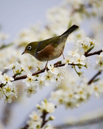 Tree Trimming Tips You Should Know About