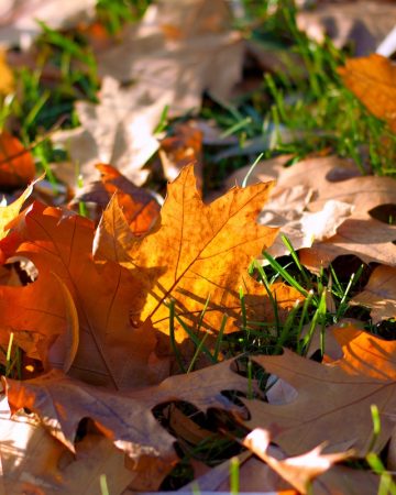 How to Prepare Your Pool for Fall