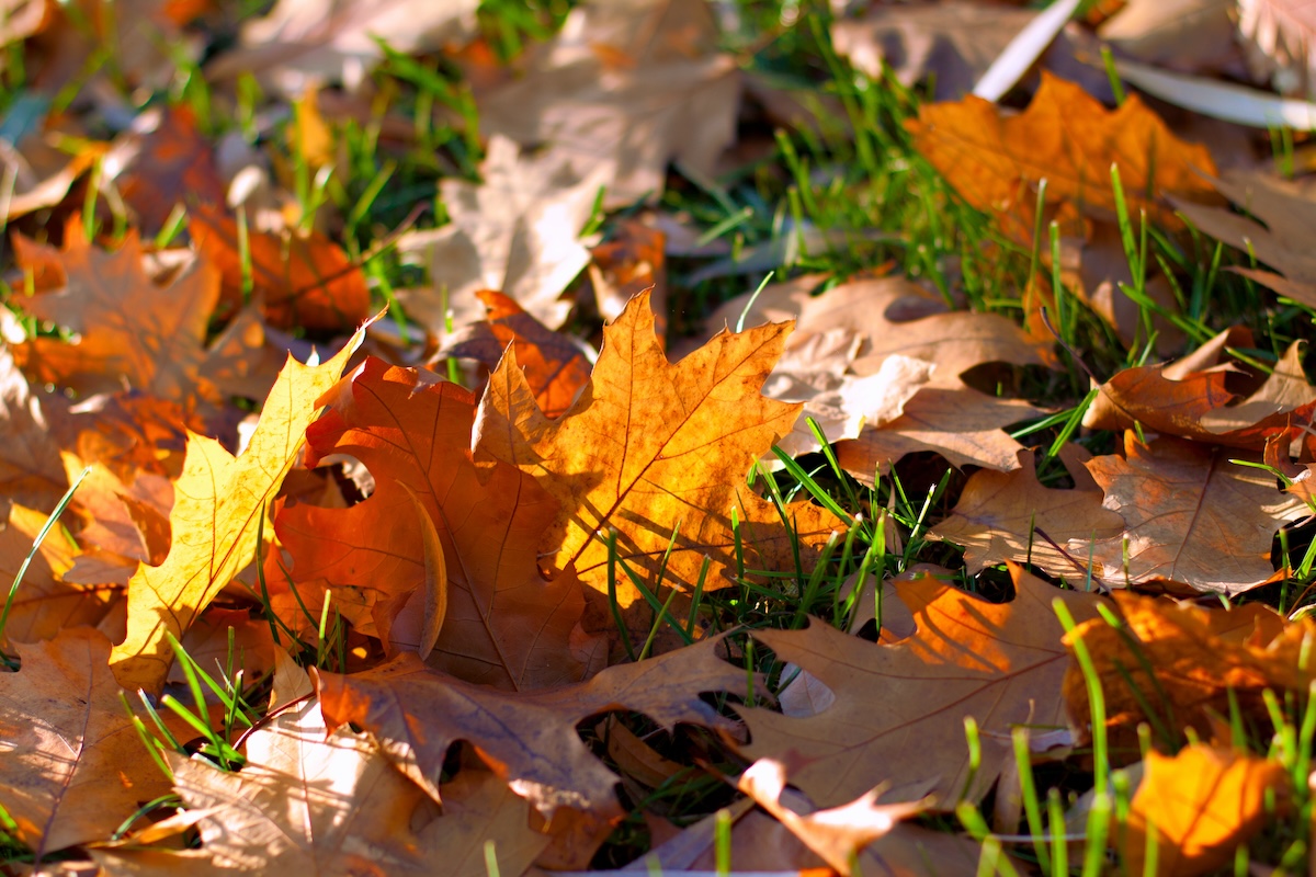 How to Prepare Your Pool for Fall - Tracer Pool & Landscape