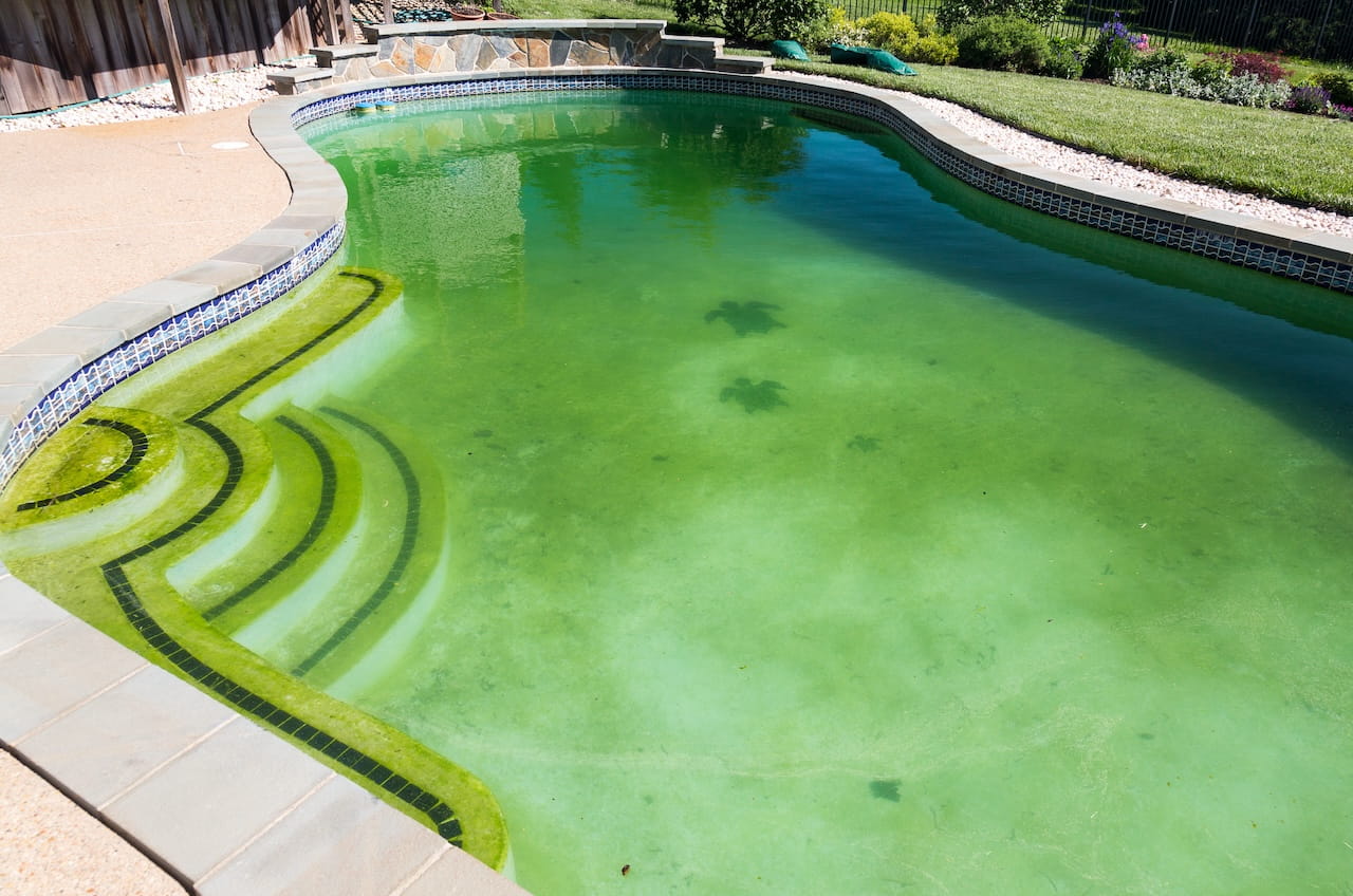 Back yard swimming pool behind modern single family home at pool opening with green stagnant algae filled water before cleaning