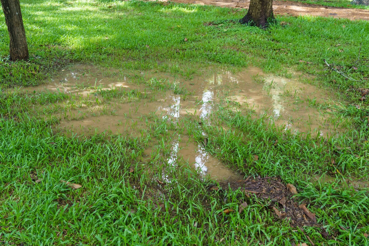 A puddle in the lawn as a pool leak is being detected